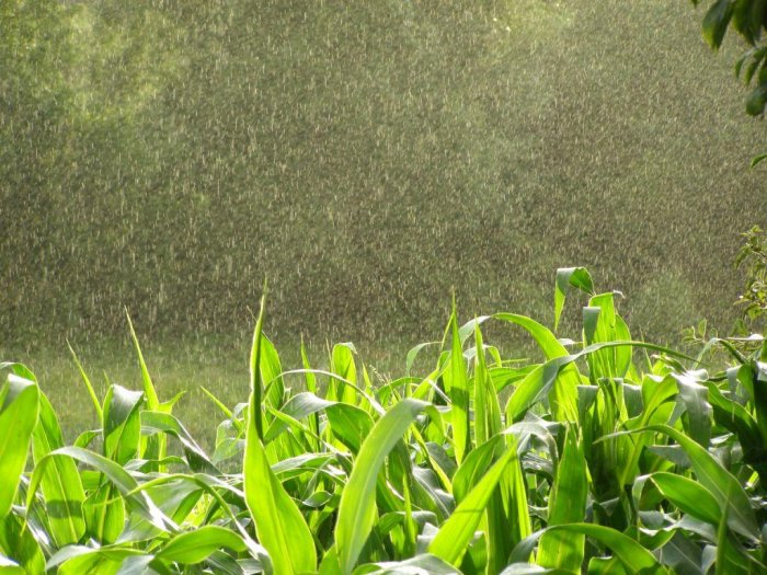 Bəzi yerlərdə çiskinli yağış yağacaq- PROQNOZ