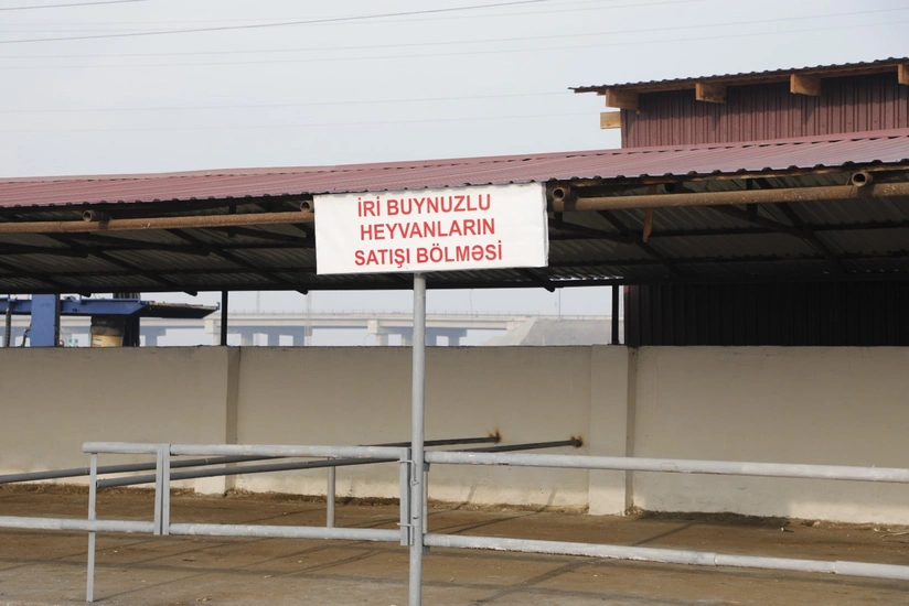 Salyan heyvan bazarı yenidən qurulub