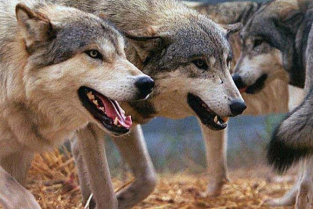 Şəkidə canavar kəndə hücum edib