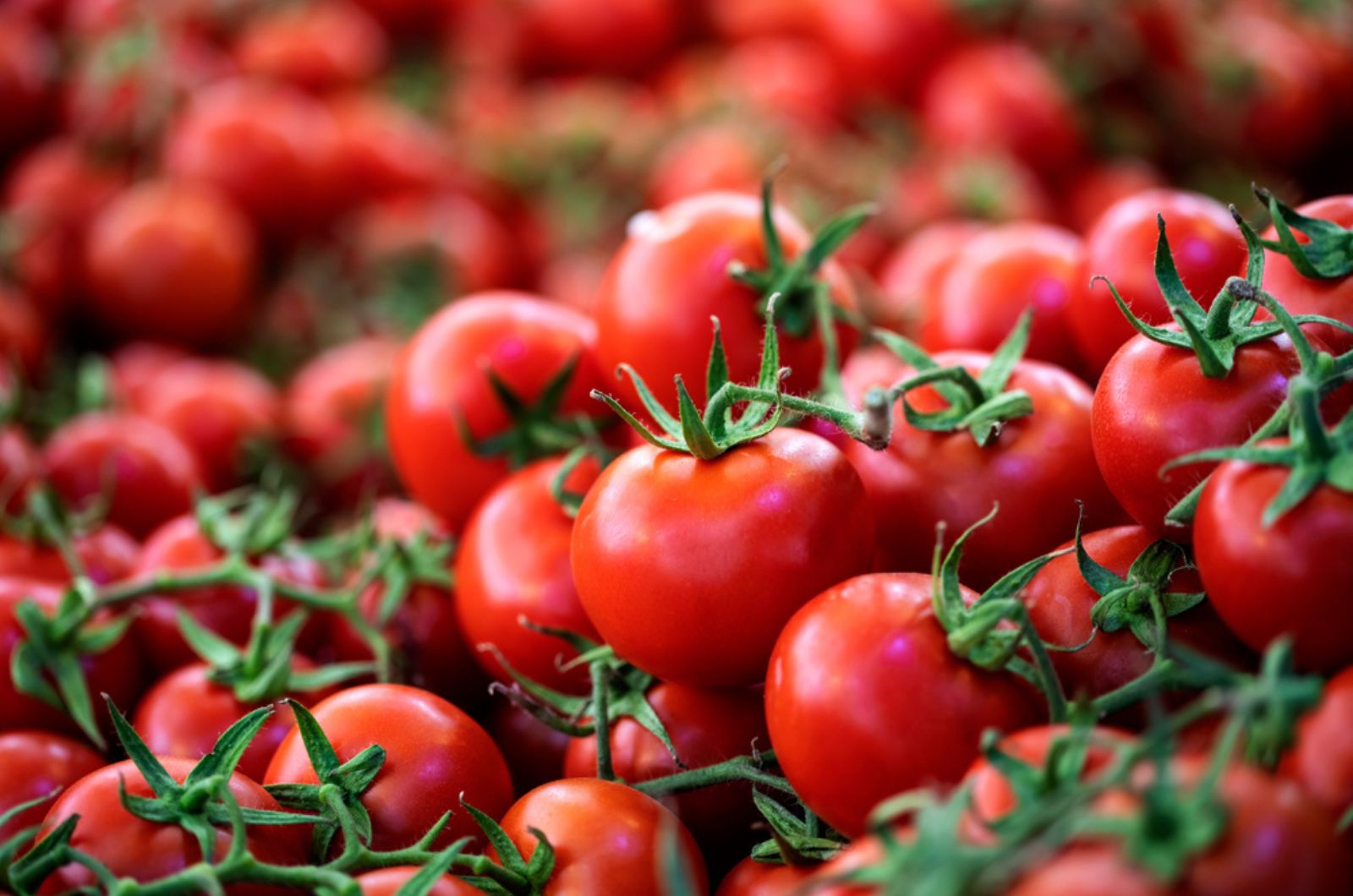 Azərbaycandan 159,7 milyon dollarlıq pomidor ixrac edilib