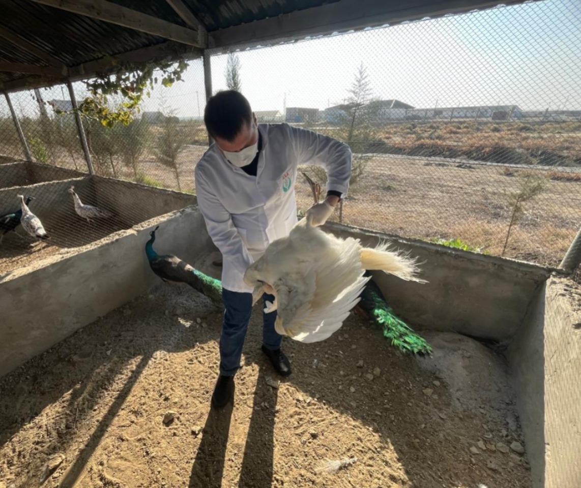 “Fədək” restoranında baytarlıq nəzarəti olmadan saxlanılan heyvanlar aşkarlanıb