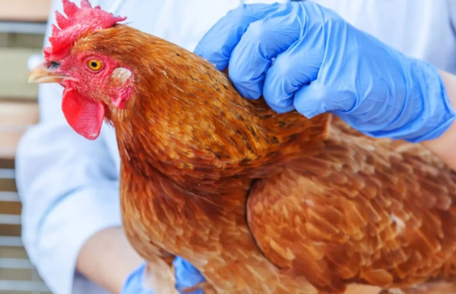 Bəzi xəstəliklər üzrə epizootik sağlamlıq statusu bərpa olunub