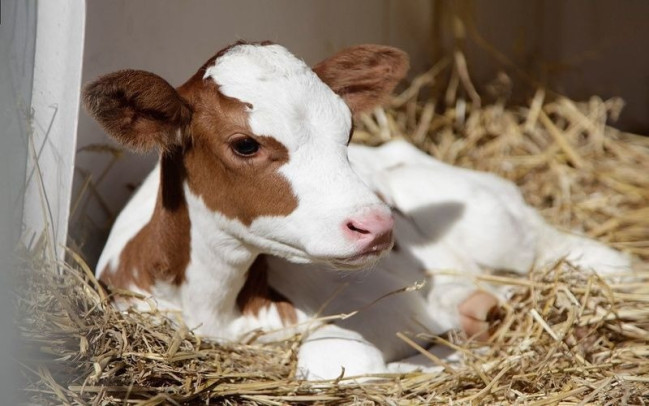 Litva və Livandan ölkəyə ət idxalına məhdudiyyət qoyulub