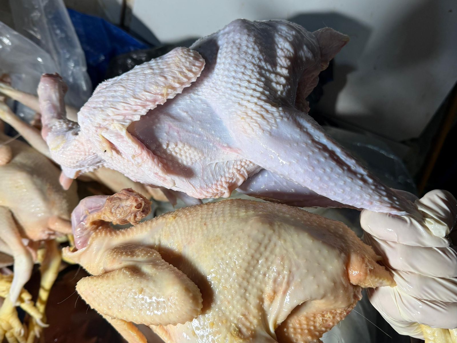 "Kənd toyuğu" təəssüratı yaratmaq məqsədilə toyuqların sintetik maddə ilə rəngləndiyi məlum olub