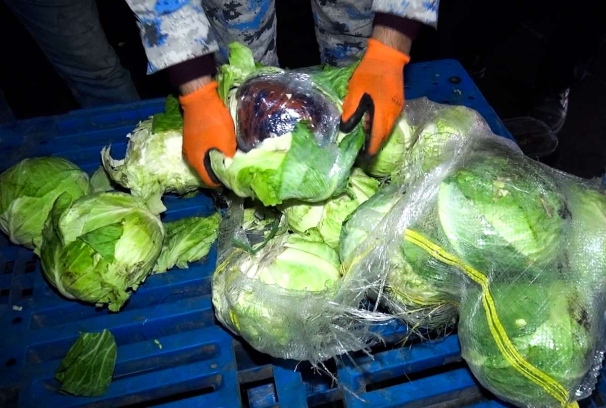 “Kələm” yükü aparan nəqliyyat vasitəsində narkotik aşkarlanıb