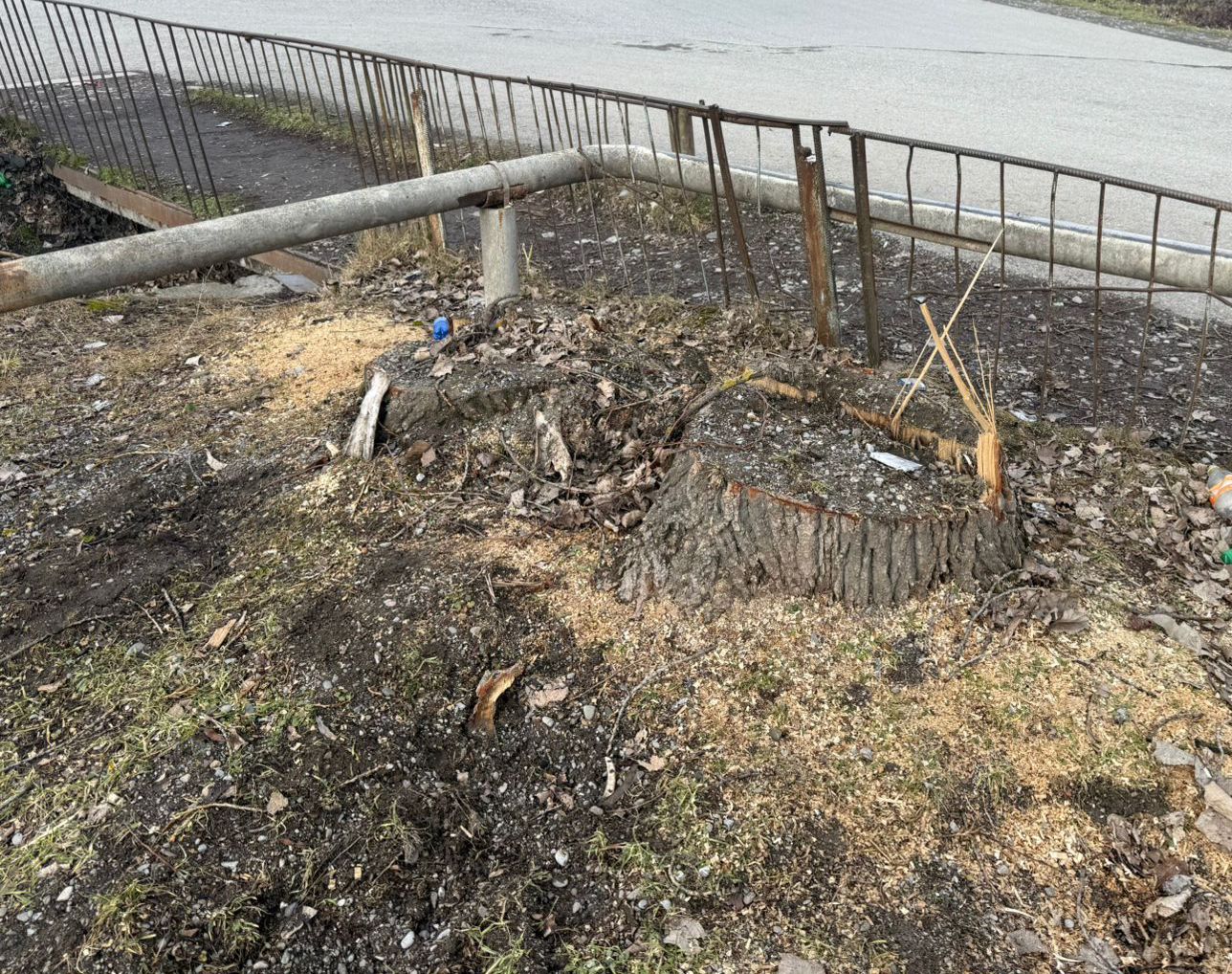 Oğuzda qanunsuz ağac kəsiminə görə cinayət işi başlanılıb