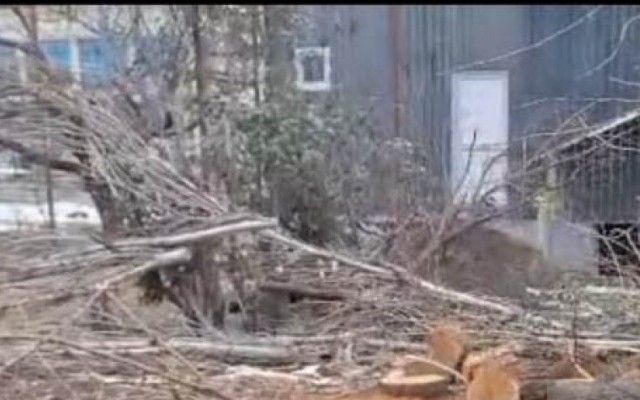 Tovuzda ağaclarının qırılması ilə bağlı araşdırma aparılır