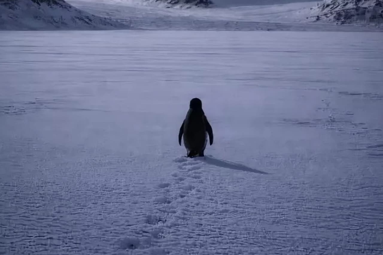 Yalnız gəzən pinqvinin hekayəsi: Sosial şəbəkələrdə viral olan görüntülərin psixoloji səbəbləri