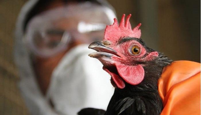 Ölkədə quş qripi və Nyukasl xəstəliyinə yoluxma halı aşkarlanmayıb - RƏSMİ