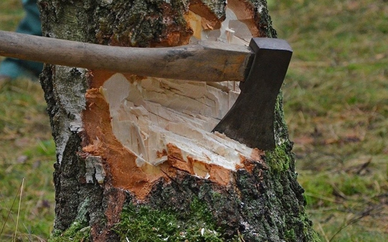 Xaçmazda qanunsuz ağac kəsmə faktı ilə bağlı araşdırmalara başlanılıb