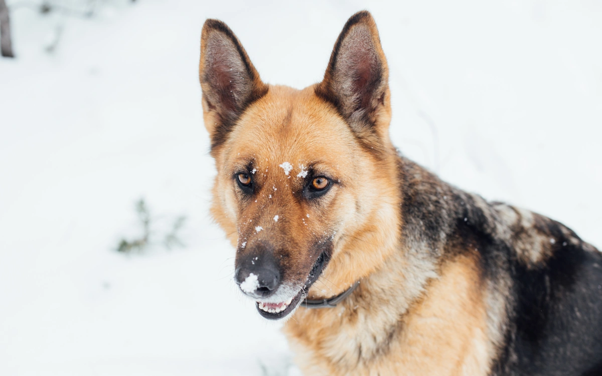Qazaxıstan Milli Təhlükəsizlik Komitəsinin sərhəd gözətçi itləri hərraca çıxarılıb