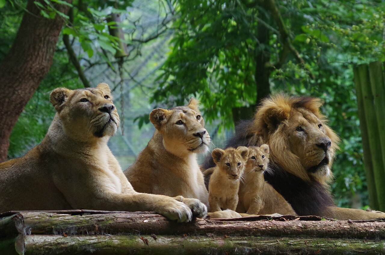 "Allah" deyən şirə qayıdırıq