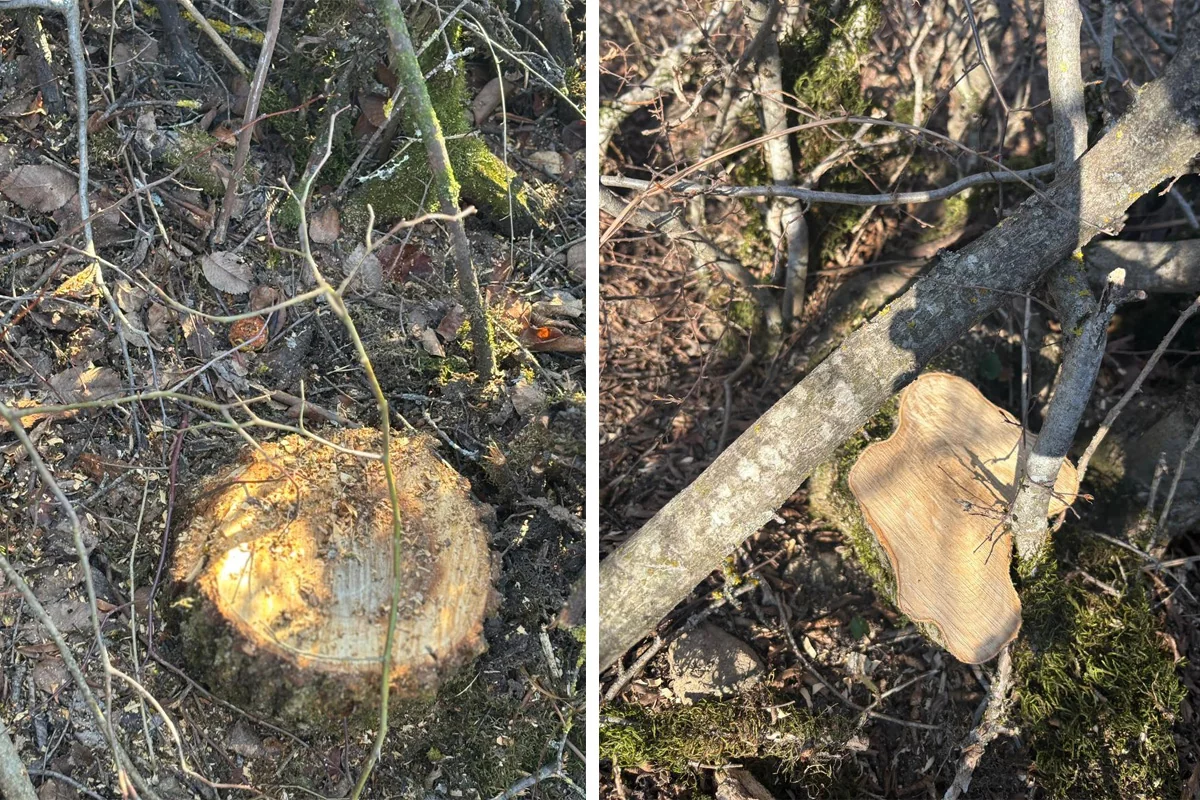 Ağac kəsməkdə şübhəli bilinən şəxsə cinayət işi açılıb