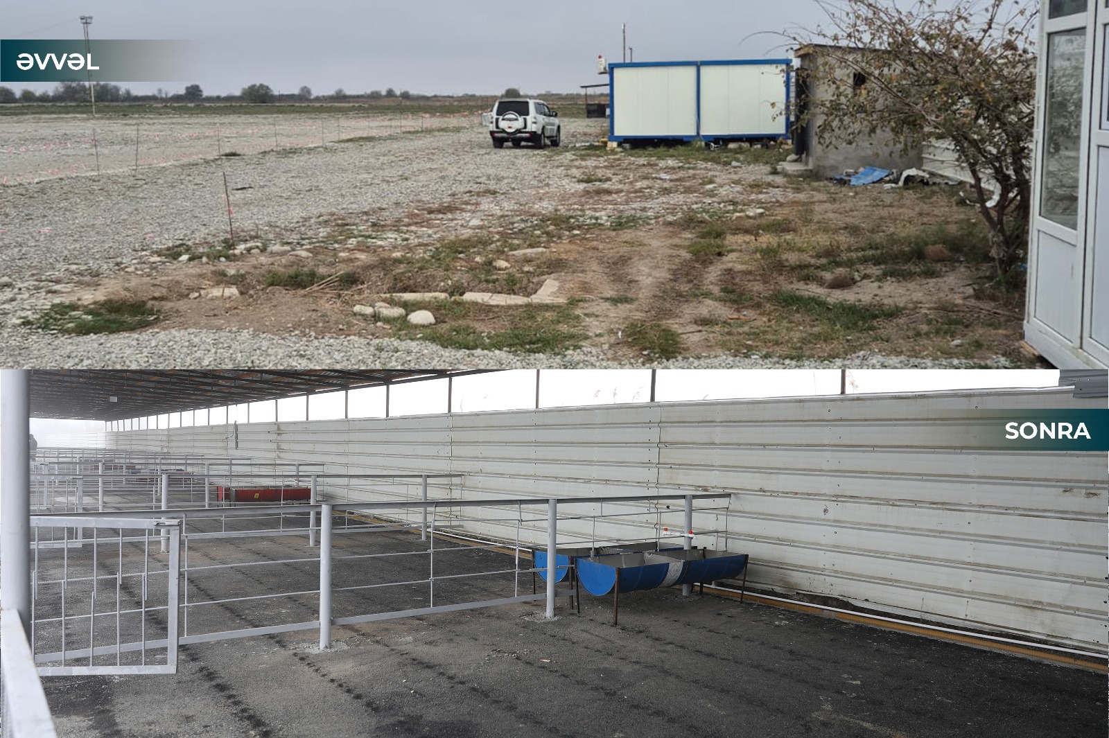 AQTA: 12 heyvan bazarı fəaliyyətini bərpa edib