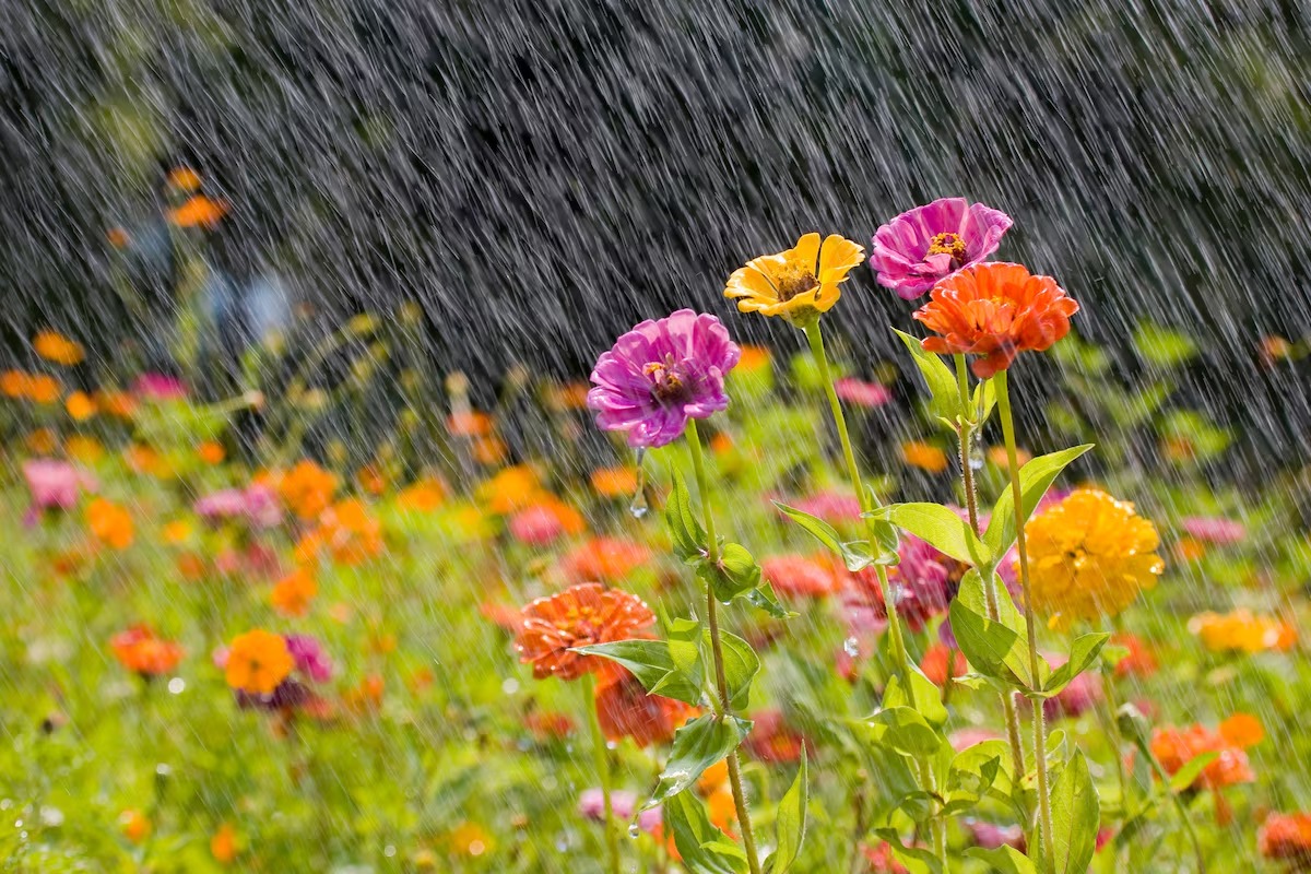 Sabah bəzi yerlərdə yağış intensivləşəcək - PROQNOZ