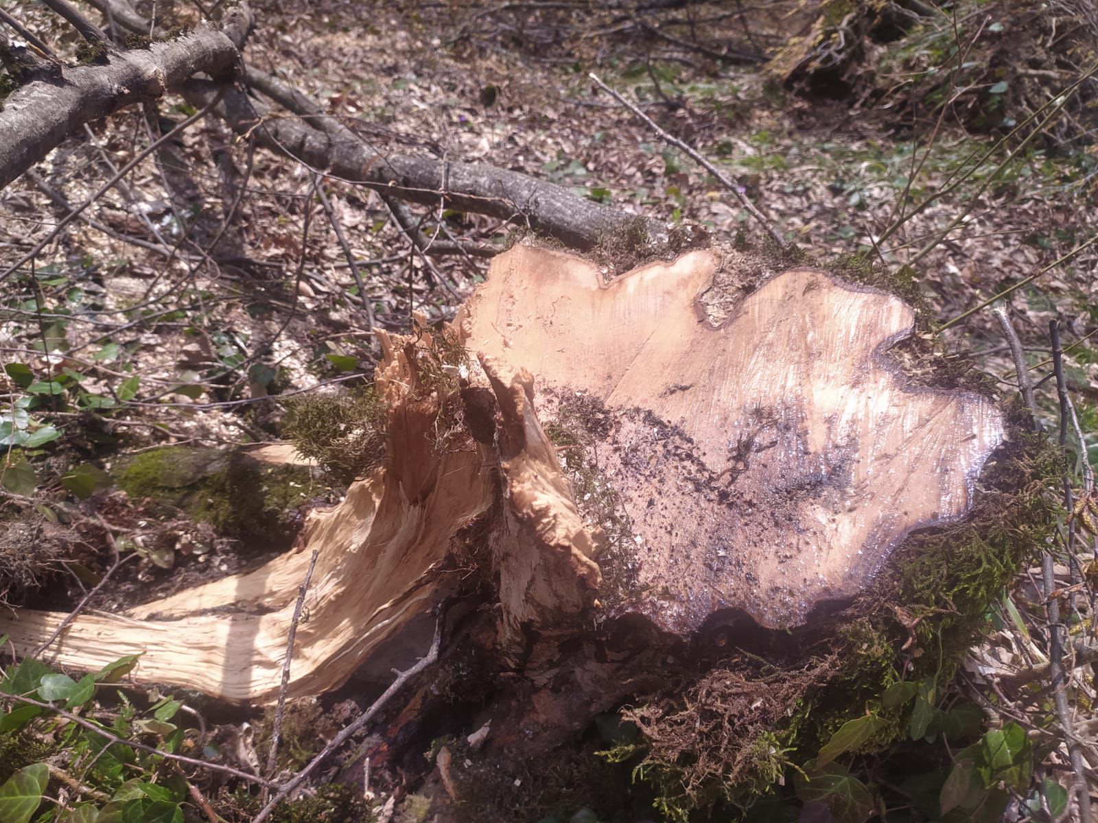 Oğuzda ağacların kəsilməsinə görə polis cinayət işi başlayıb - FOTOLAR