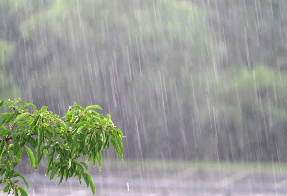 Azərbaycanda güclü yağışlar 2100 hektara yaxın əkin sahəsinə zərər vurub