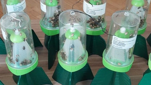 Qəhvəyi mərmər bağacığının yayılma riskinin azaldılması üçün qabaqlayıcı tədbirlər gücləndirilib