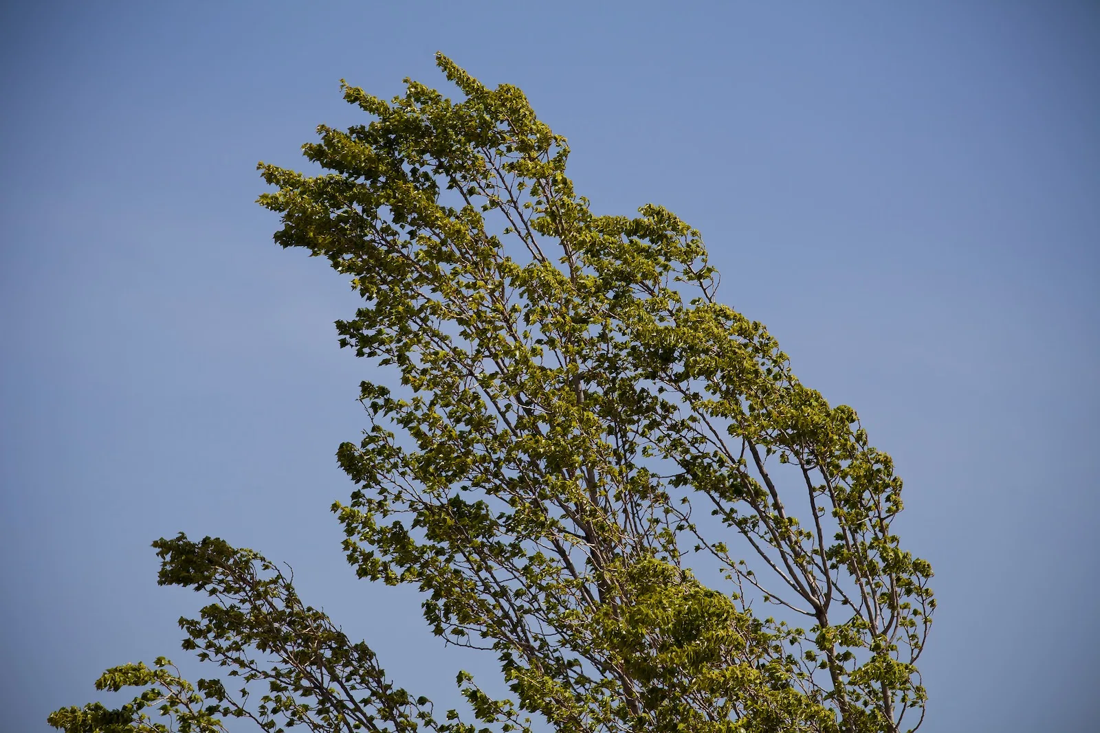 Küləkli hava şəraiti ilə bağlı sarı və narıncı xəbərdarlıq verilib