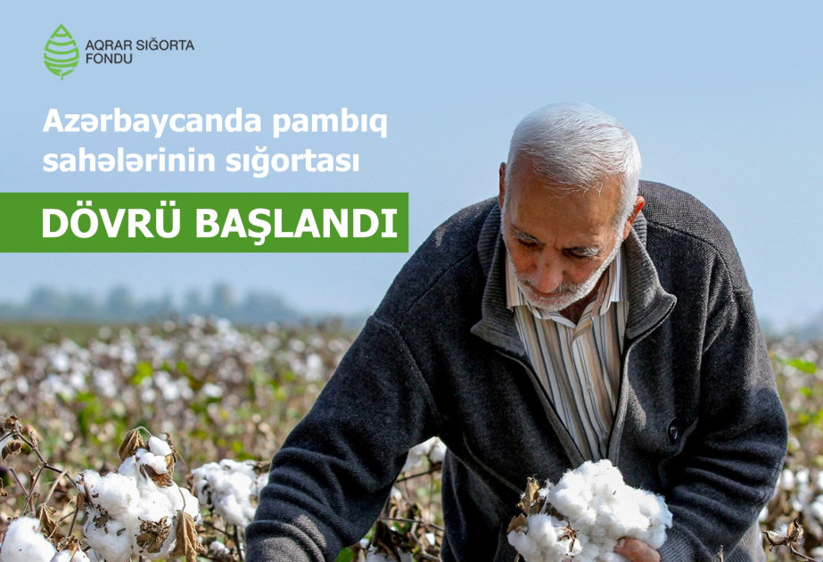 Azərbaycanda pambıq sahələrinin sığortasına başlanılıb