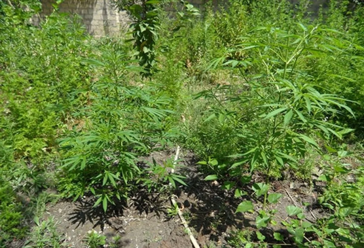 Çətənə kolları yetişdirməkdə şübhəli bilinən iki nəfər tutulub