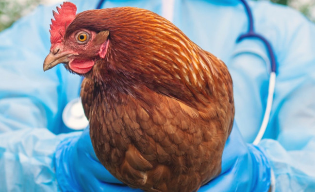 Quş qripi xəstəliyinə qarşı keçirilmiş epizootoloji monitorinqin nəticələri açıqlanıb