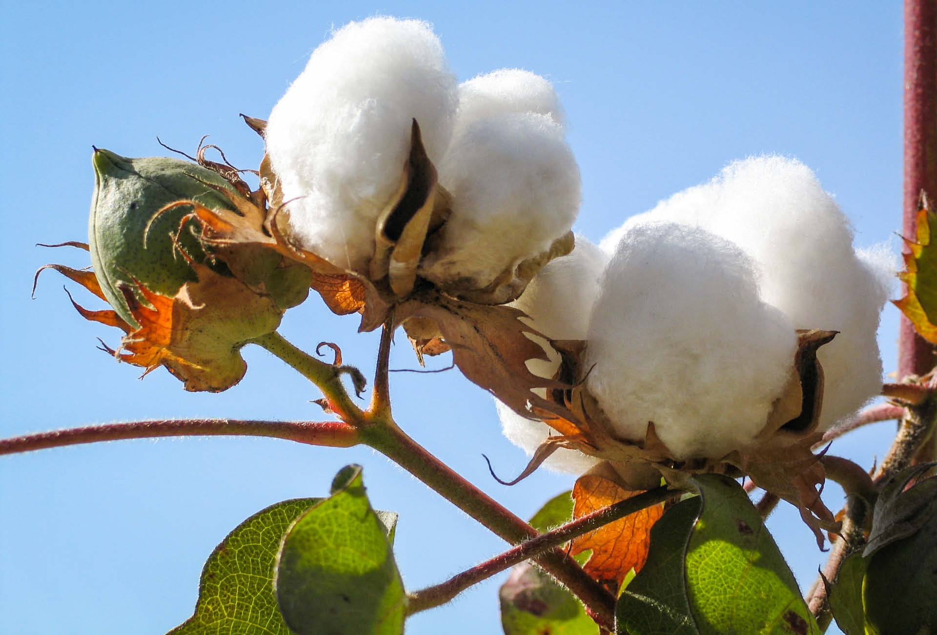 Yanvar-mart aylarında 57,5 milyon dollarlıq pambıq lifi ixrac edilib