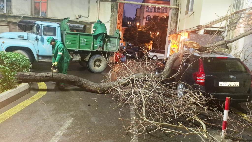 Bakıda əsən güclü külək nəticəsində 41 ağac sınıb