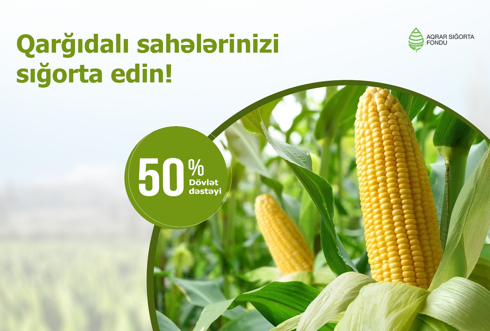 Azərbaycanda qarğıdalı bitkisinin əkin sahələrinin sığortası başlanıb 