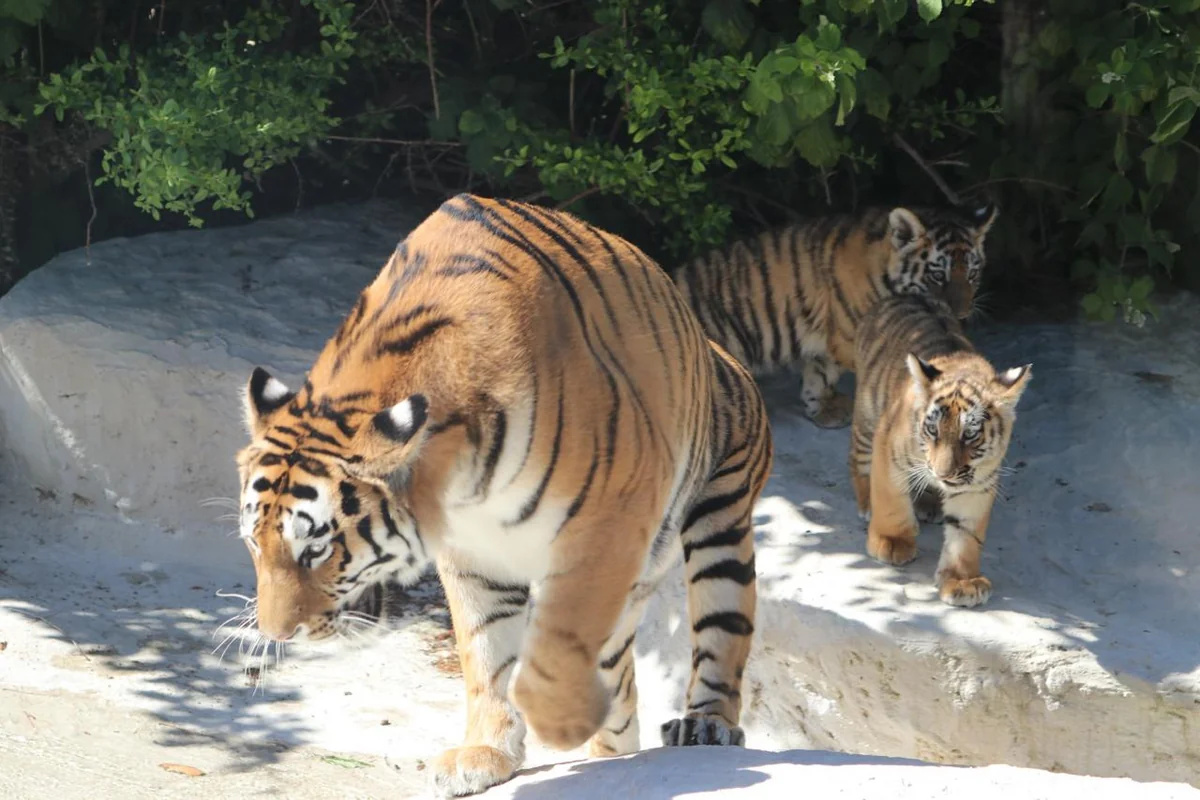 Bakı Zooloji Parkında Amur pələnginin iki balası doğulub