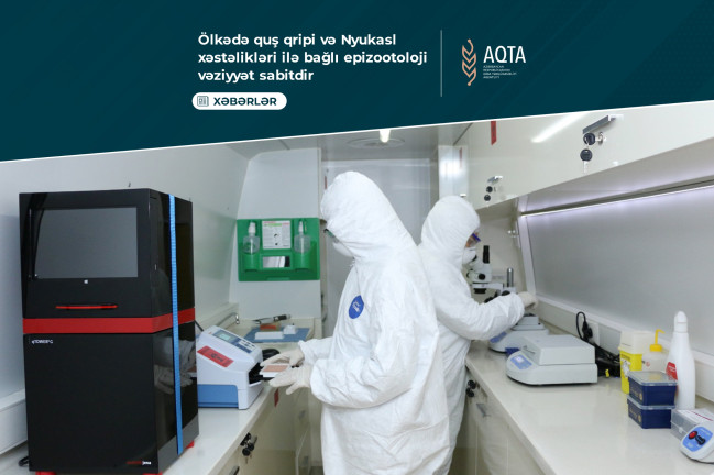 AQTA: Ölkədə quş qripi və Nyukasl xəstəlikləri ilə bağlı epizootoloji vəziyyət sabitdir