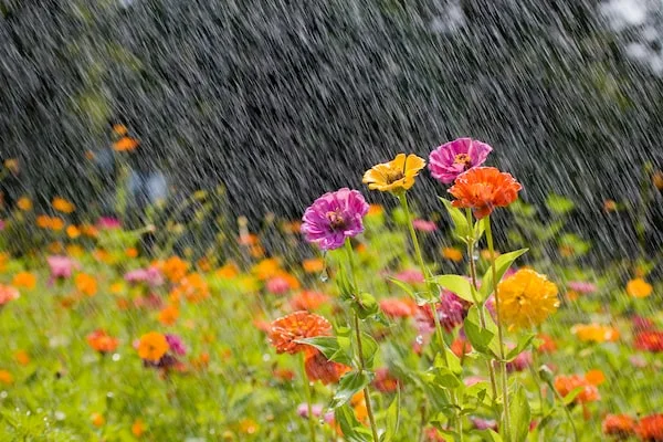 Azərbaycanın bəzi yerlərində yağıntılı hava şəraiti davam edir - FAKTİKİ HAVA