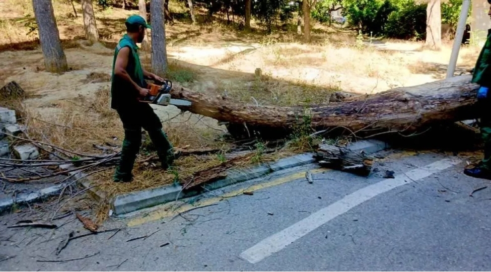 Nəsimi rayonunda qəzalı ağaclarla bağlı tədbirlər görülüb