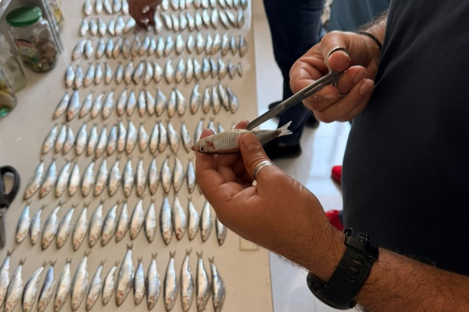 Xəzərdə balıq ehtiyatlarının elmi əsaslarla öyrənilməsi məqsədilə laborator təhlillərə başlanıb
