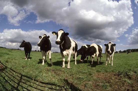 Gürcüstan heyvanlarının Azərbaycan ərazisindən tranziti üçün məhdudiyyət götürüldü
